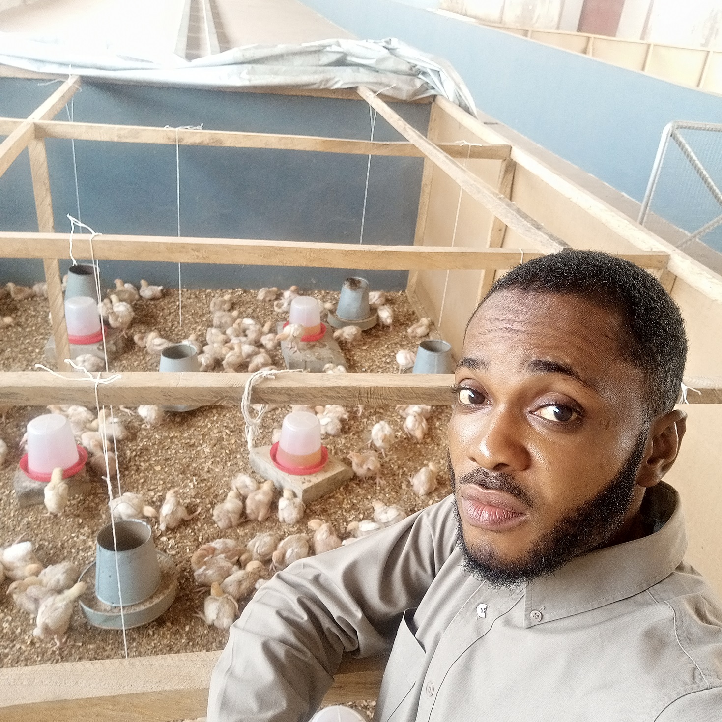 broiler day old chicks Cost of Starting a Small Scale Broiler Farm in 2022 Simplified!