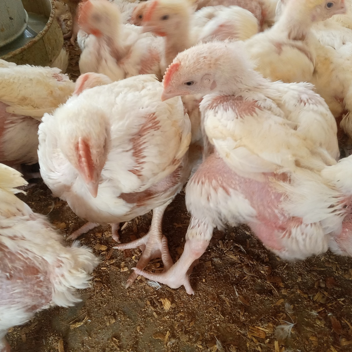Cost of Starting a Small Scale Broiler Farm in 2022