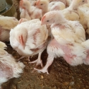 Cost of Starting a Small Scale Broiler Farm in 2022 Simplified!